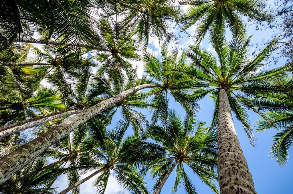 Marlin Waters Beachfront Apartments Palm Cove Pokoj fotografie
